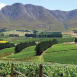 Overberg Wine Guide