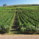 Overberg Wine Guide