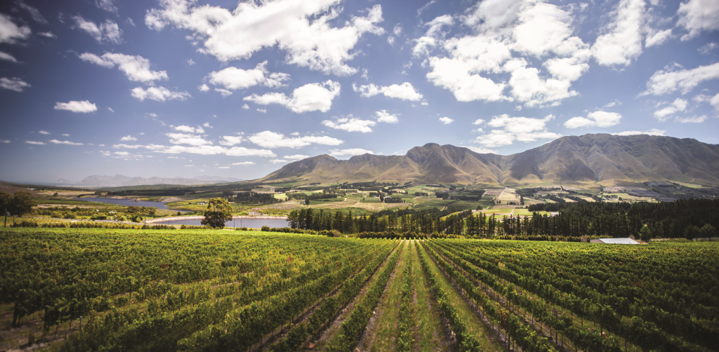 Overberg Wine Guide